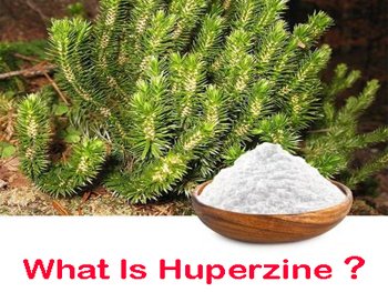 What Is Huperzine Extract？